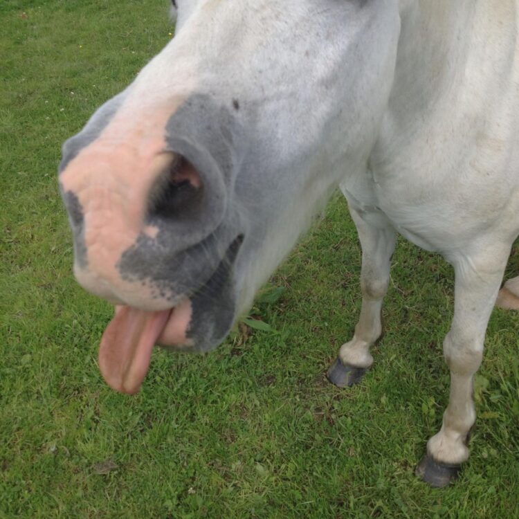 Horse rescue - Pony pokes tongue out