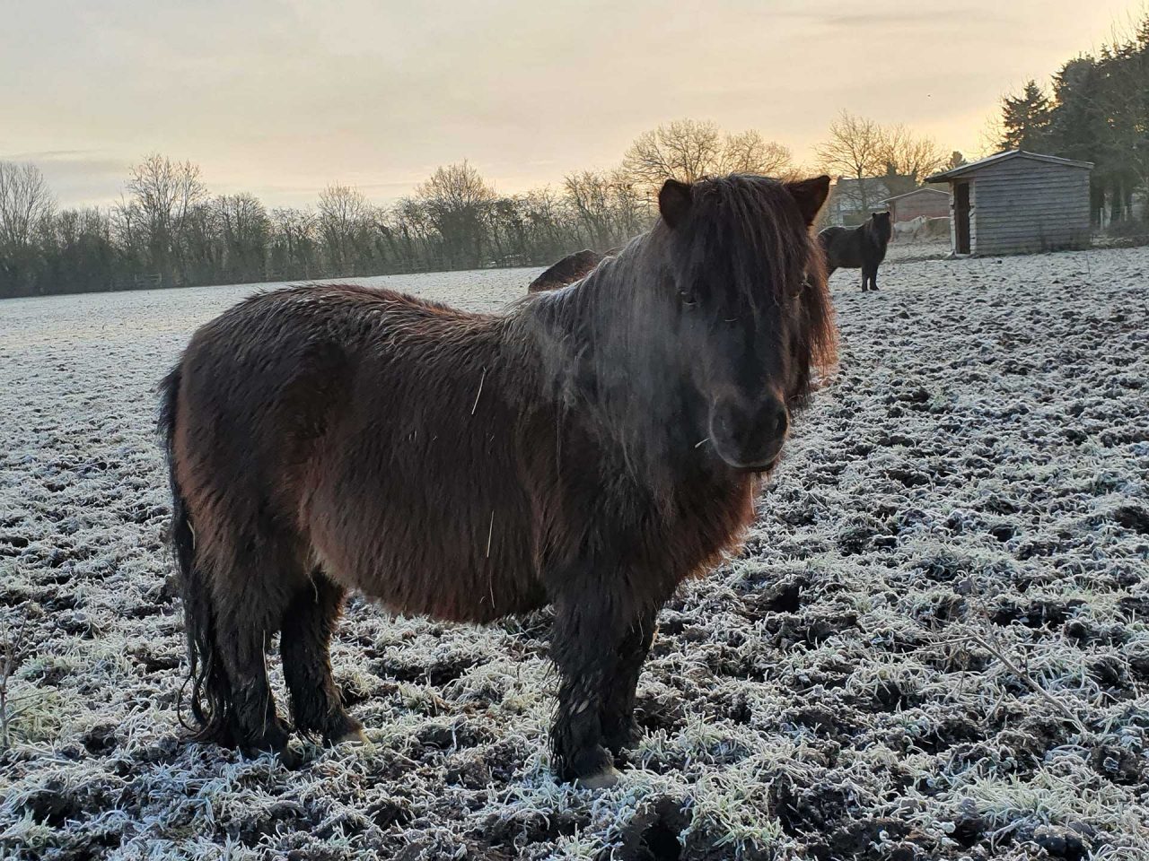 A lovely frosty morning with the Shetlands - Tarka's breath is even visible