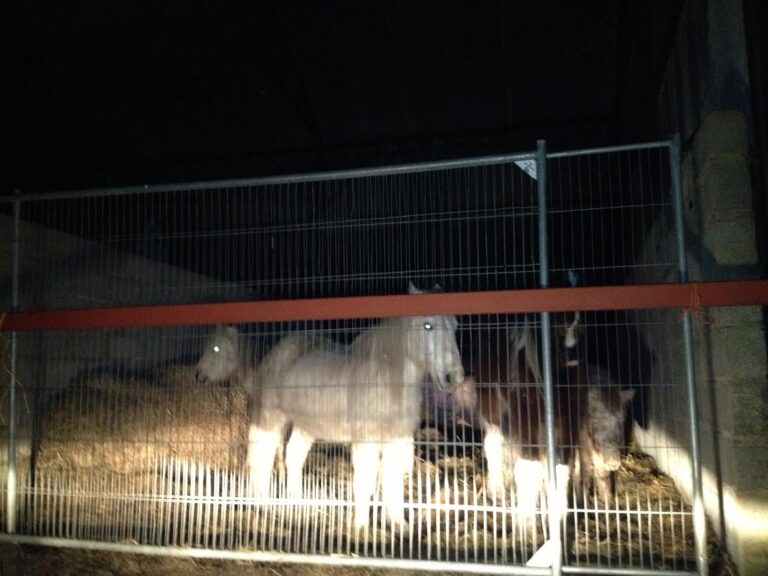 (Late night check on the Sling Lane ponies in the barn during their first week)